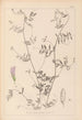 Ranskalaisen kasvilajiston herbarium Pl0485 - Louis Antoine Cusin — näkymä teoksesta