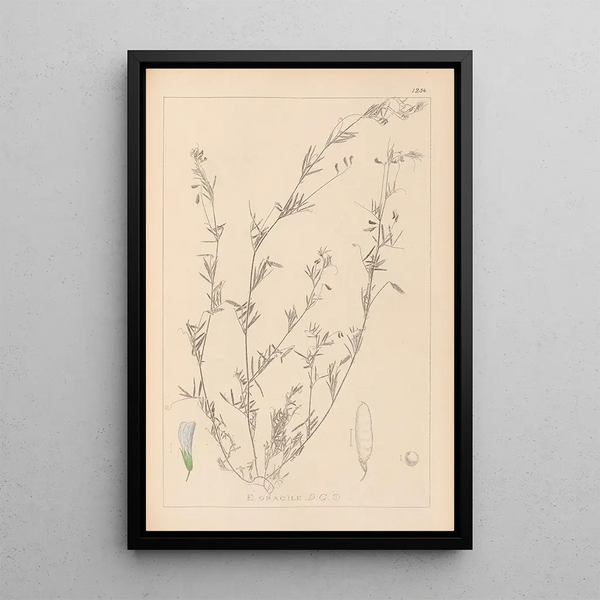 Louis Antoine Cusin - Herbier de la flore franaise Pl0486.webp
