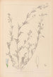 Ranskalaisen kasvilajiston herbarium Pl0486 - Louis Antoine Cusin — näkymä teoksesta