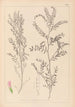Ranskan kasvilajiston herbarium Pl0487 - Louis Antoine Cusin — näkymä teoksesta