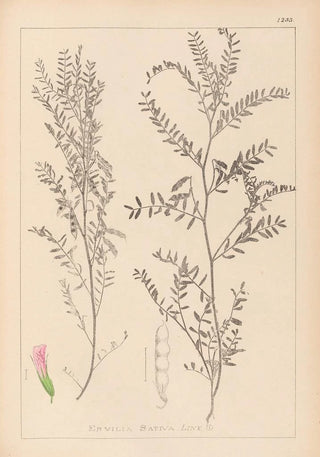 Louis Antoine Cusin - Herbier de la flore franaise Pl0487.webp