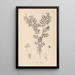 Ranskan kasvilajiston herbarium Pl0488 - Louis Antoine Cusin — kehystetty taideteos seinällä