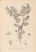 Ranskan kasvilajiston herbarium Pl0488 - Louis Antoine Cusin — näkymä teoksesta