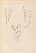 Ranskan kasvilajiston herbarium Pl0489 - Louis Antoine Cusin — näkymä teoksesta