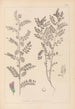 Ranskan kasvilajiston herbarium Pl0490 - Louis Antoine Cusin — näkymä teoksesta
