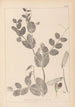 Ranskan kasvilajiston herbarium Pl0491 - Louis Antoine Cusin — näkymä teoksesta
