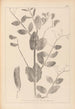 Ranskan kasvilajiston herbarium Pl0492 - Louis Antoine Cusin — näkymä teoksesta