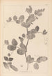 Ranskan kasvilajiston herbarium Pl0493 - Louis Antoine Cusin — näkymä teoksesta