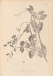 Ranskan kasvilajiston herbarium Pl0494 - Louis Antoine Cusin — näkymä teoksesta