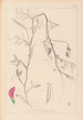 Ranskan kasvilajiston herbarium Pl0495 - Louis Antoine Cusin — näkymä teoksesta