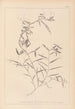 Ranskan kasvilajiston herbarium Pl0496 - Louis Antoine Cusin — näkymä teoksesta