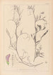 Ranskan kasvilajiston herbarium Pl0497 - Louis Antoine Cusin — näkymä teoksesta