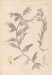 Ranskan kasvilajiston herbarium Pl0498 - Louis Antoine Cusin — näkymä teoksesta
