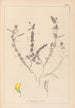 Ranskan kasvilajiston herbarium Pl0499 - Louis Antoine Cusin — näkymä teoksesta