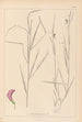 Ranskan kasvilajiston herbarium Pl0500 - Louis Antoine Cusin — näkymä teoksesta