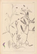 Ranskan kasvilajiston herbarium Pl0501 - Louis Antoine Cusin — näkymä teoksesta