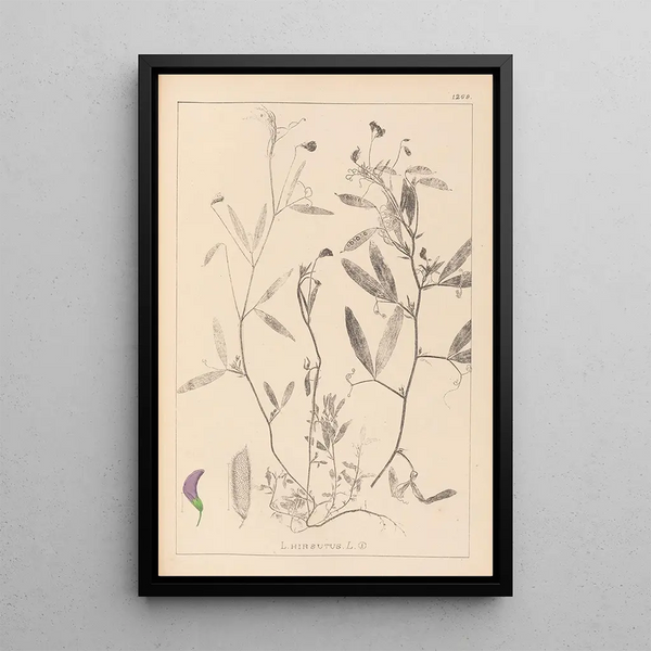 Louis Antoine Cusin - Herbier de la flore franaise Pl0501.webp