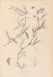 Ranskan kasvilajiston herbarium Pl0502 - Louis Antoine Cusin — näkymä teoksesta