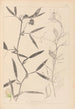 Ranskan kasvilajiston herbarium Pl0503 - Louis Antoine Cusin — näkymä teoksesta