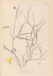 Ranskan kasvilajiston herbarium Pl0504 - Louis Antoine Cusin — näkymä teoksesta