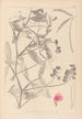 Ranskan kasvilajiston herbarium Pl0506 - Louis Antoine Cusin — näkymä teoksesta