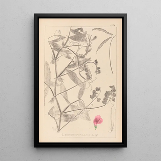 Louis Antoine Cusin - Herbier de la flore franaise Pl0506.webp