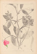 Ranskan kasvilajiston herbarium Pl0507 - Louis Antoine Cusin — näkymä teoksesta