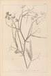 Ranskan kasvilajiston herbarium Pl0508 - Louis Antoine Cusin — näkymä teoksesta