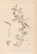 Ranskan kasvilajiston herbarium Pl0509 - Louis Antoine Cusin — näkymä teoksesta
