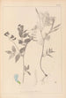 Ranskan kasvilajiston herbarium Pl0511 - Louis Antoine Cusin — näkymä teoksesta
