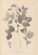 Ranskan kasvilajiston herbarium Pl0512 - Louis Antoine Cusin — näkymä teoksesta
