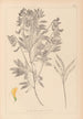 Ranskan kasvilajiston herbarium Pl0513 - Louis Antoine Cusin — näkymä teoksesta
