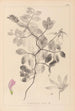Ranskan kasvilajiston herbarium Pl0514 - Louis Antoine Cusin — näkymä teoksesta