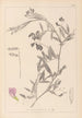 Ranskan kasvilajiston herbarium Pl0515 - Louis Antoine Cusin — näkymä teoksesta