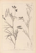 Ranskan kasvilajiston herbarium Pl0516 - Louis Antoine Cusin — näkymä teoksesta
