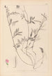 Ranskan kasvilajiston herbarium Pl0517 - Louis Antoine Cusin — näkymä teoksesta