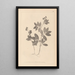 Ranskan kasvilajiston herbarium Pl0518 - Louis Antoine Cusin — kehystetty taideteos seinällä