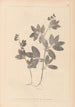 Ranskan kasvilajiston herbarium Pl0518 - Louis Antoine Cusin — näkymä teoksesta