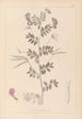 Ranskan kasvilajiston herbarium Pl0519 - Louis Antoine Cusin — näkymä teoksesta