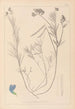 Ranskan kasvilajiston herbarium Pl0522 - Louis Antoine Cusin — näkymä teoksesta