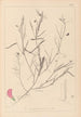 Ranskan kasvilajiston herbarium Pl0523 - Louis Antoine Cusin — näkymä teoksesta