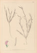 Ranskan kasvilajiston herbarium Pl0525 - Louis Antoine Cusin — näkymä teoksesta