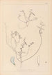Ranskan kasvilajiston herbarium Pl0527 - Louis Antoine Cusin — näkymä teoksesta