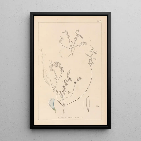 Louis Antoine Cusin - Herbier de la flore franaise Pl0527.webp