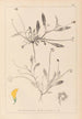 Ranskan kasvilajiston herbarium Pl0528 - Louis Antoine Cusin — näkymä teoksesta