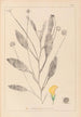 Ranskan kasvilajiston herbarium Pl0529 - Louis Antoine Cusin — näkymä teoksesta