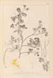 Ranskan kasvilajiston herbarium Pl0530 - Louis Antoine Cusin — näkymä teoksesta
