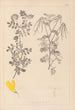 Ranskan kasvilajiston herbarium Pl0531 - Louis Antoine Cusin — näkymä teoksesta