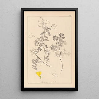 Louis Antoine Cusin - Herbier de la flore franaise Pl0532.webp
