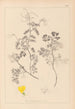 Ranskan kasvilajiston herbarium Pl0532 - Louis Antoine Cusin — näkymä teoksesta